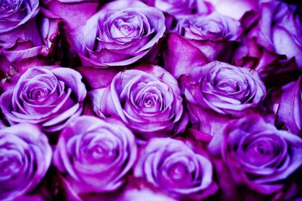 65-roses