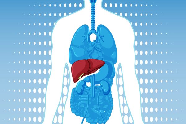 Medical vector illustration of human silhouette with internal organs, liver highlighted, blue gradient background
