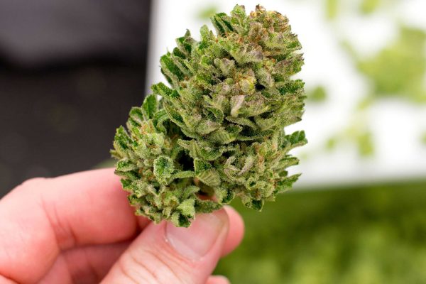 cannabis