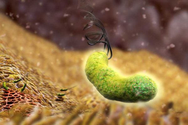 helicobacter-pylori-bacteria