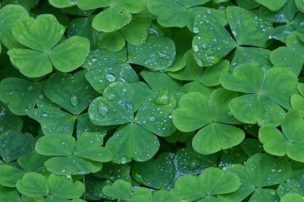 ireland_102_bg_061602