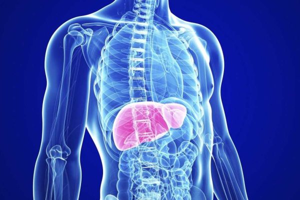 liver2