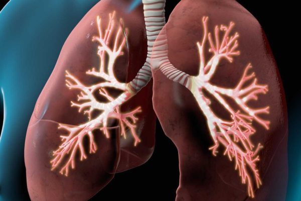 lungs