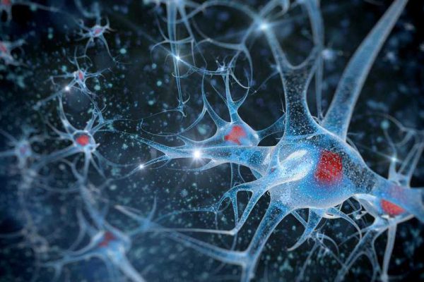 neuron
