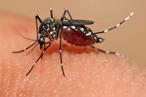 tiger mosquito